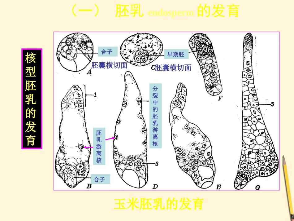 三年级科学下册 果实和种子 4课件 苏教版_第3页