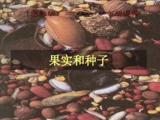 三年级科学下册 果实和种子 4课件 苏教版