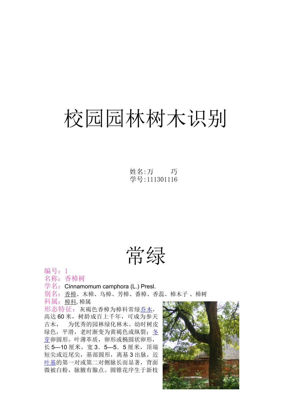 万巧20常绿20落叶_第1页