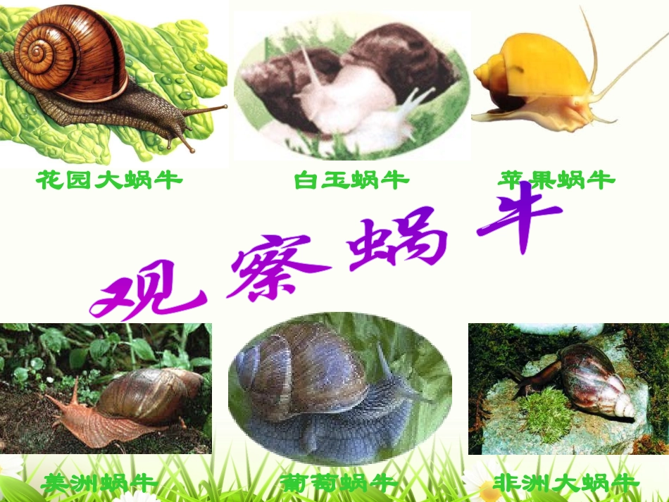 七年级生物上册_观察植物_动物细胞实验课课件_人教新课标_第2页