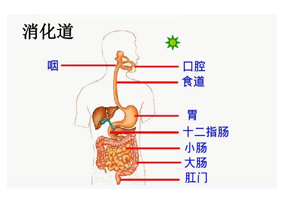 七年级生物上册第二章 第三节 合理营养与食品安全_第1页