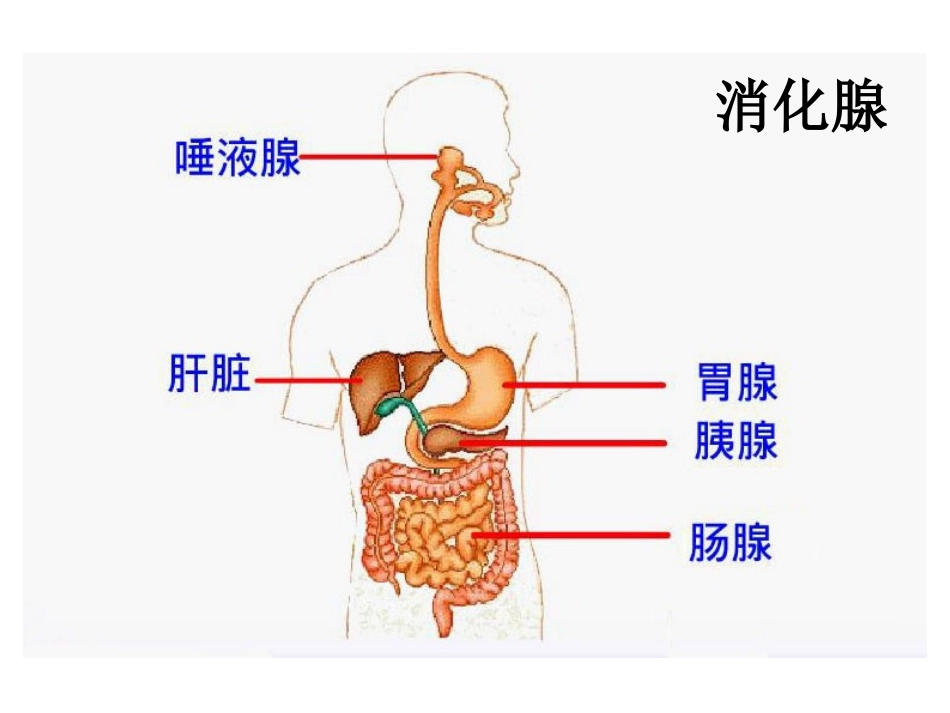 七年级生物上册第二章 第三节 合理营养与食品安全_第2页