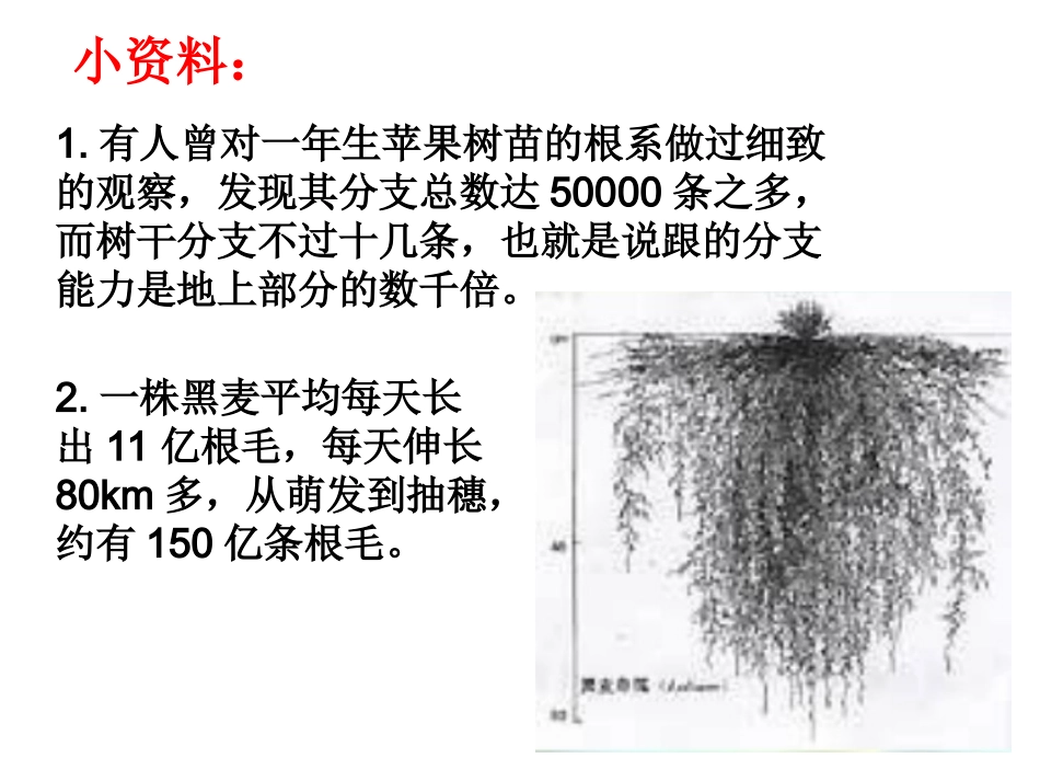 七年级上册 初中生物 根的生长_第2页