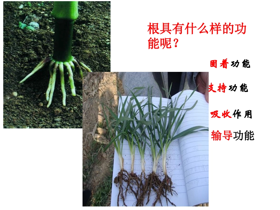 七年级上册 初中生物 根的生长_第3页