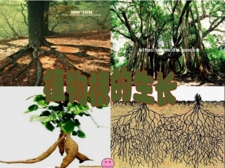 七年级上册 初中生物 根的生长