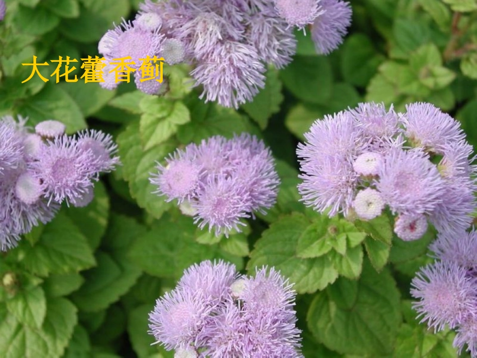 一年生两年生花卉_第3页