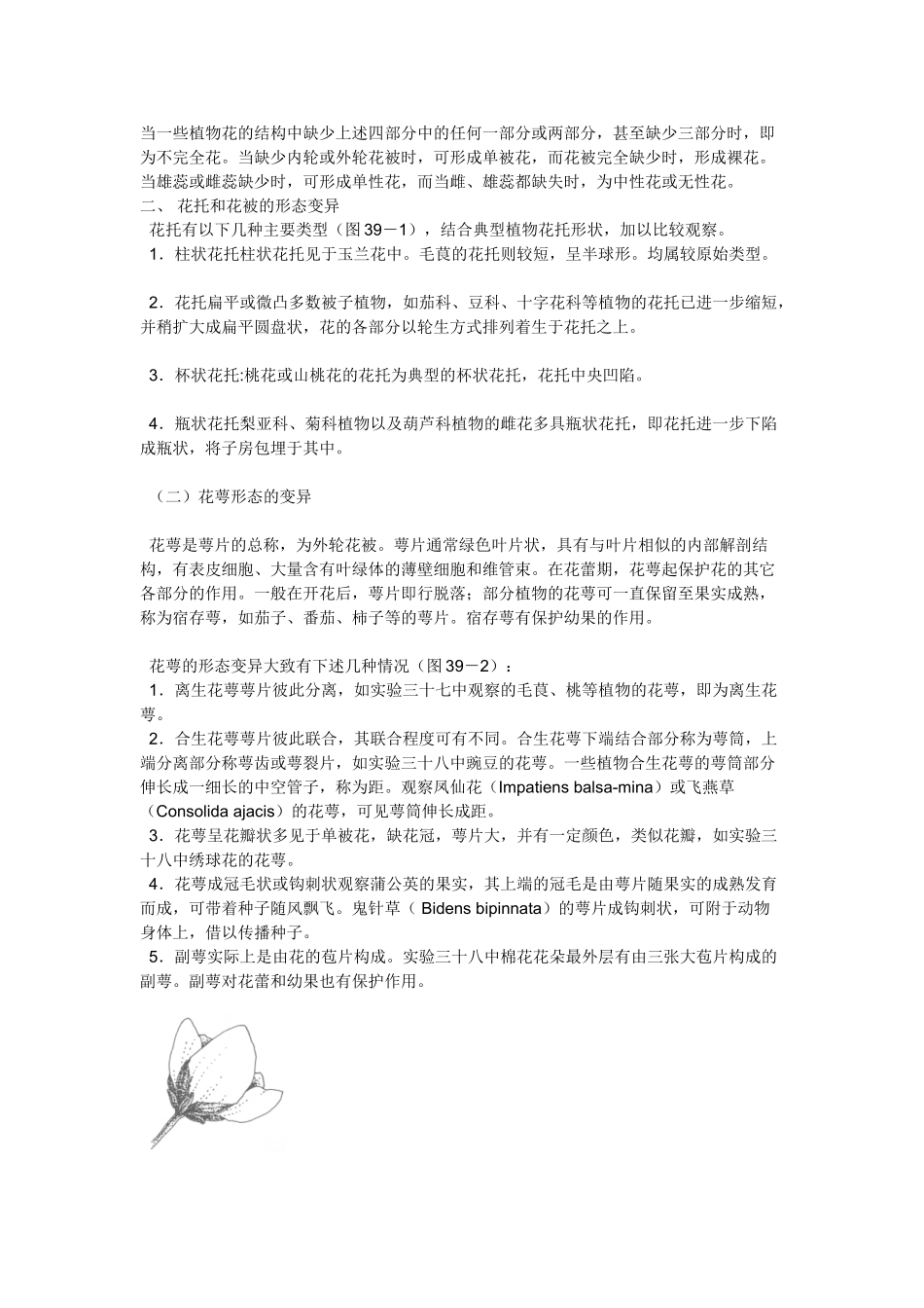 一些植物形态学术语 -_第3页