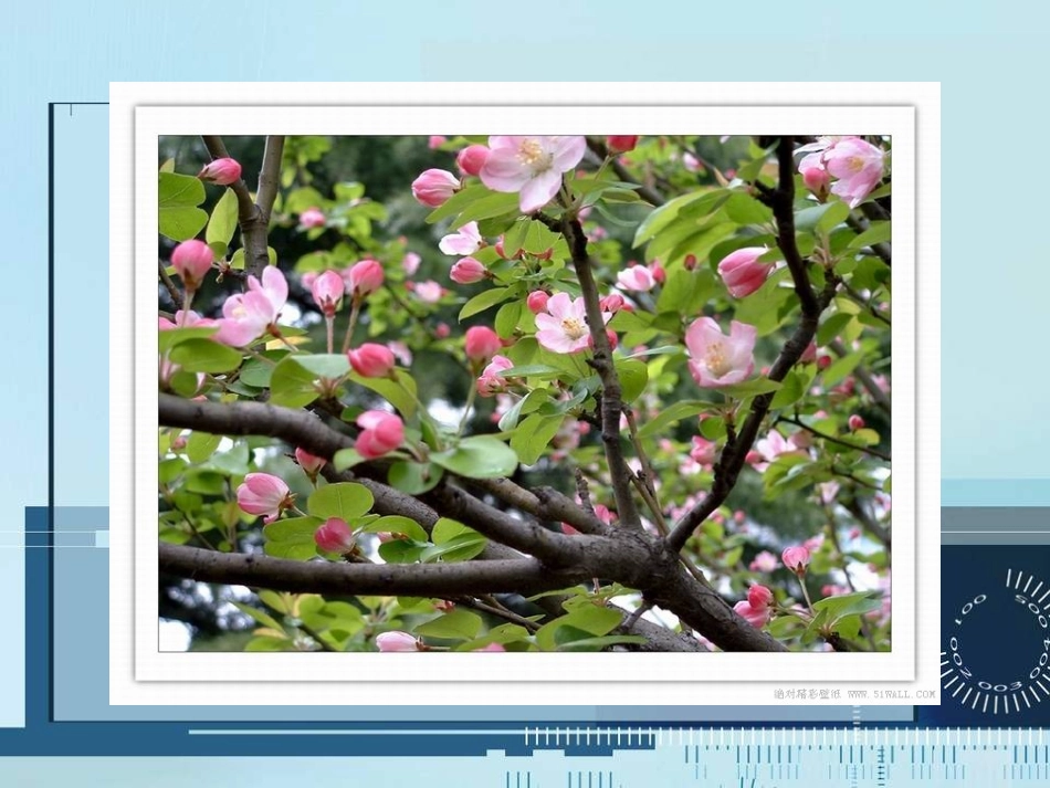 《西花厅的海棠花又开了》课件_第3页