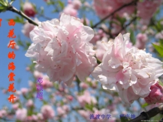 《西花厅的海棠花又开了》课件