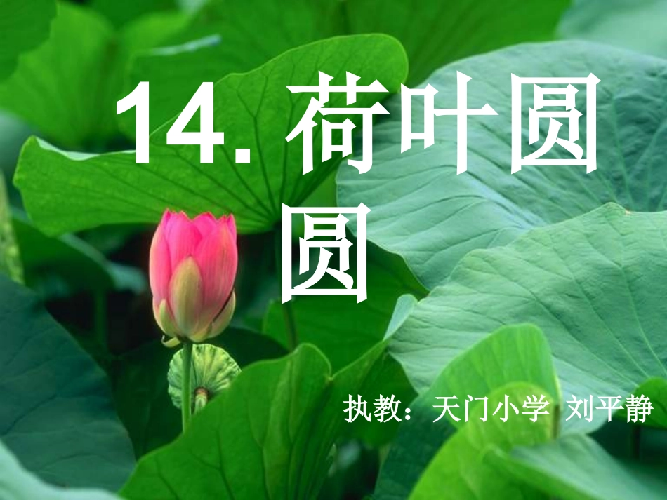 《荷叶圆圆》ppt 张家界市天门小学刘平静_第1页