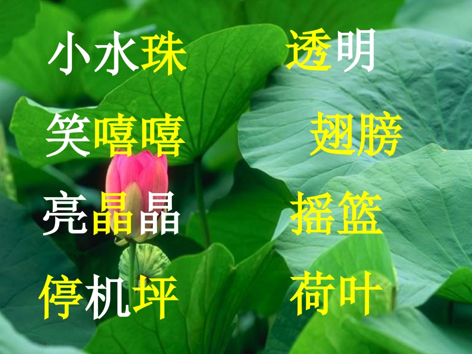 《荷叶圆圆》ppt 张家界市天门小学刘平静_第2页