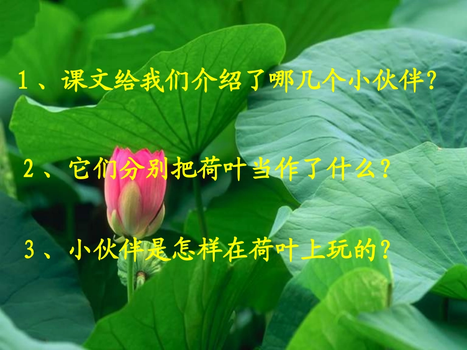 《荷叶圆圆》ppt 张家界市天门小学刘平静_第3页