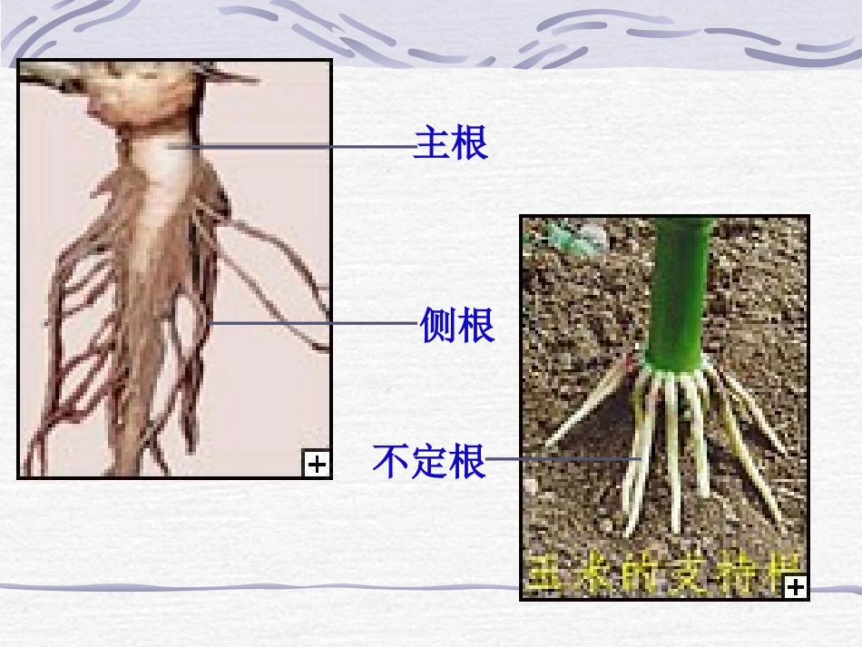 《根的生长》课件_第3页