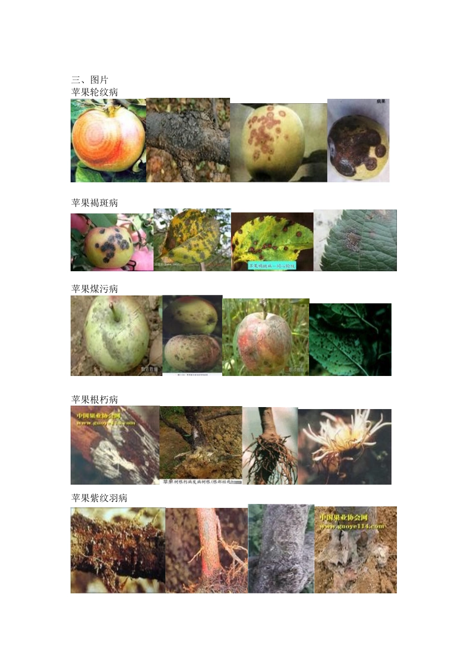 果树各种病害及其图片_第1页