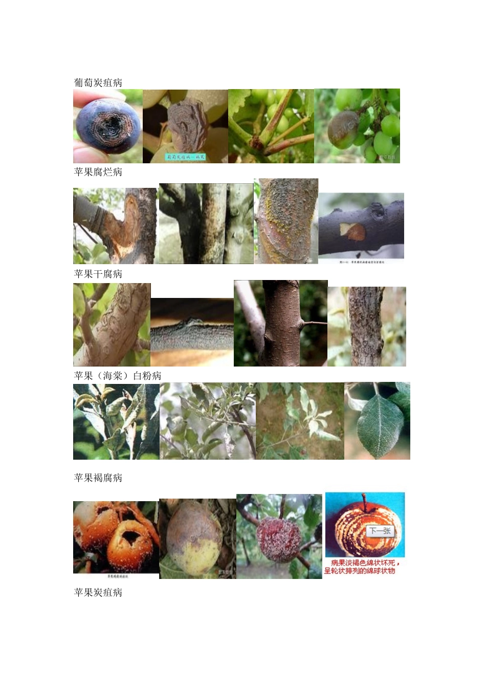 果树各种病害及其图片_第3页