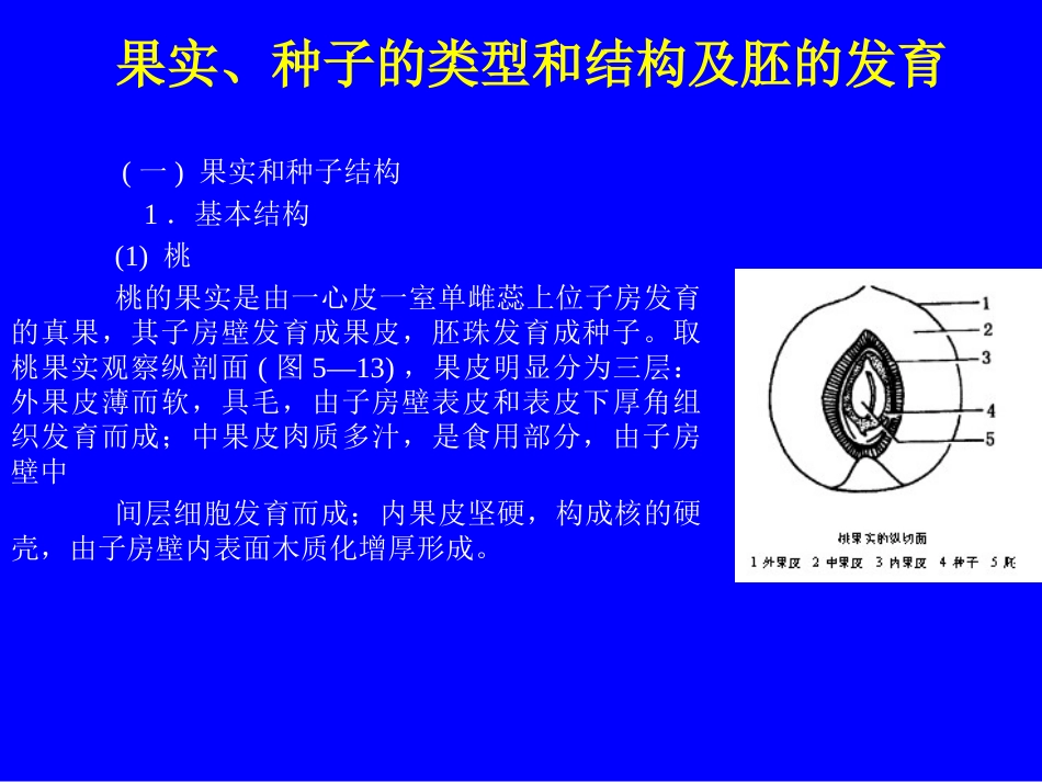 果实的结构与类型2_第2页