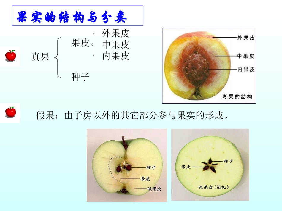 果实的结构 PPT (首师大版)四年级下册科学PPT课件_第2页