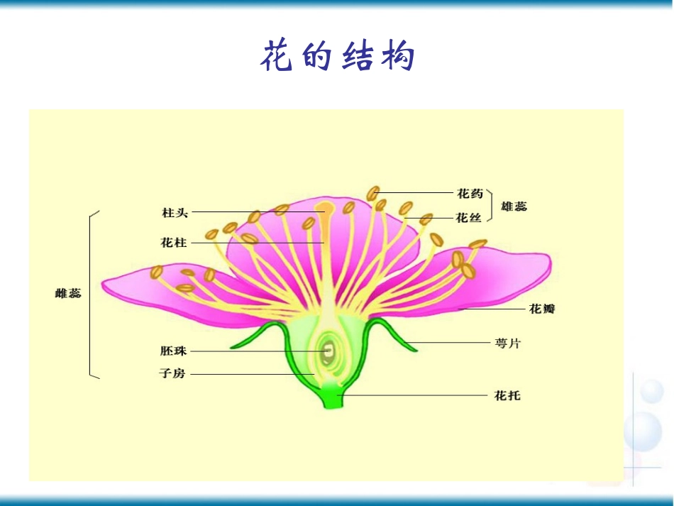 果实的结构与类型1_第1页
