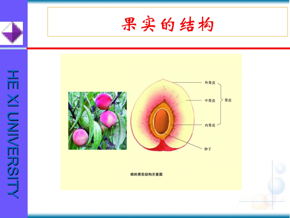 果实的结构与类型1_第3页