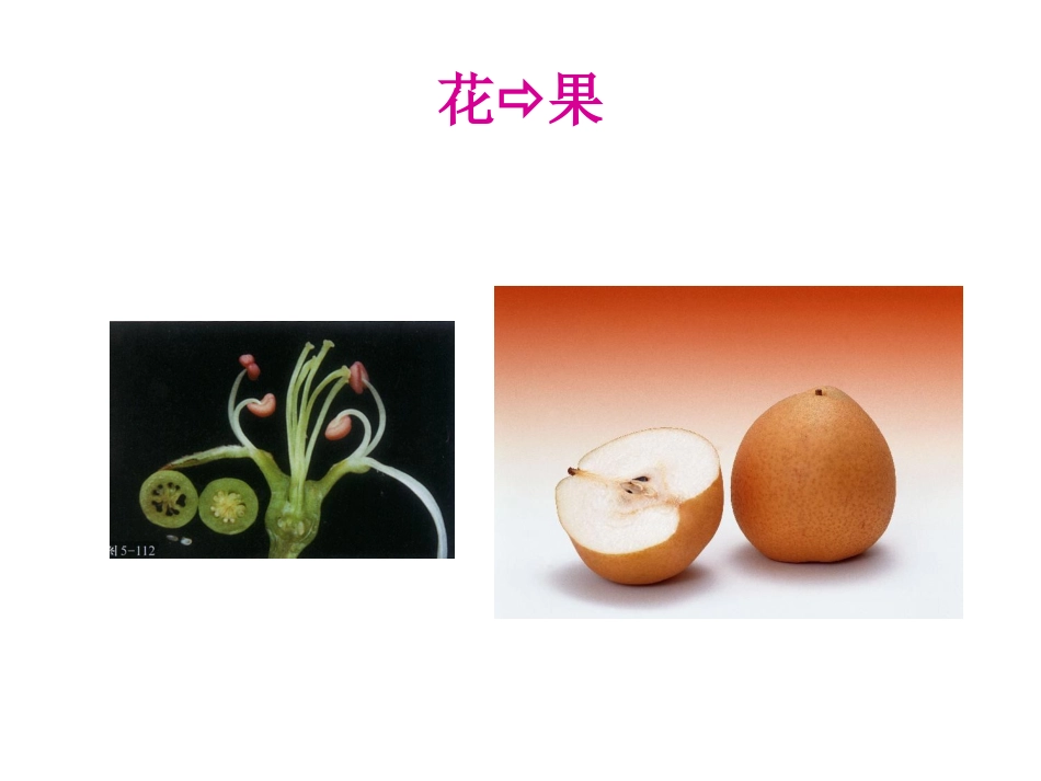 果实形成和发育_第3页