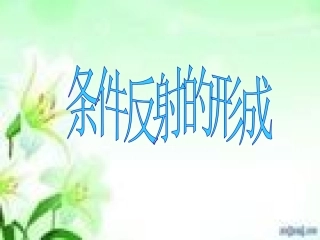条件反射的形成