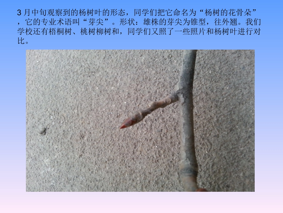 杨树叶四季变化_第3页