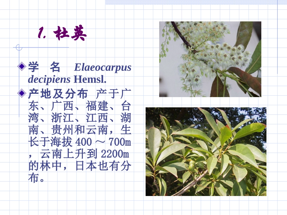 杜英科Elaeocarpaceae_第2页