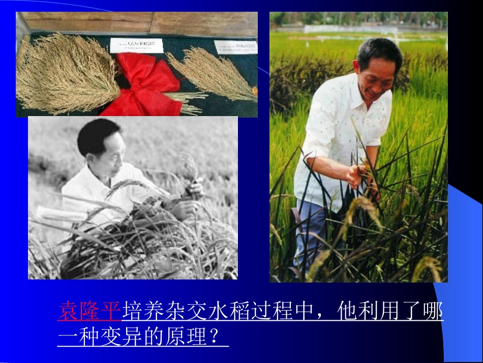 杂交育种和有变育种_第2页