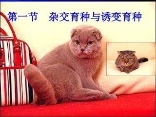 杂交育种和有变育种