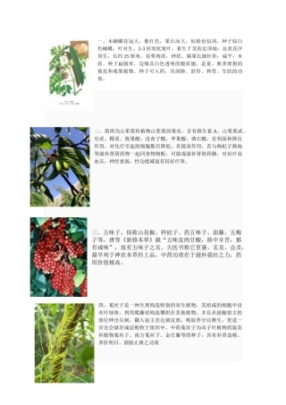 木蝴蝶花冠大