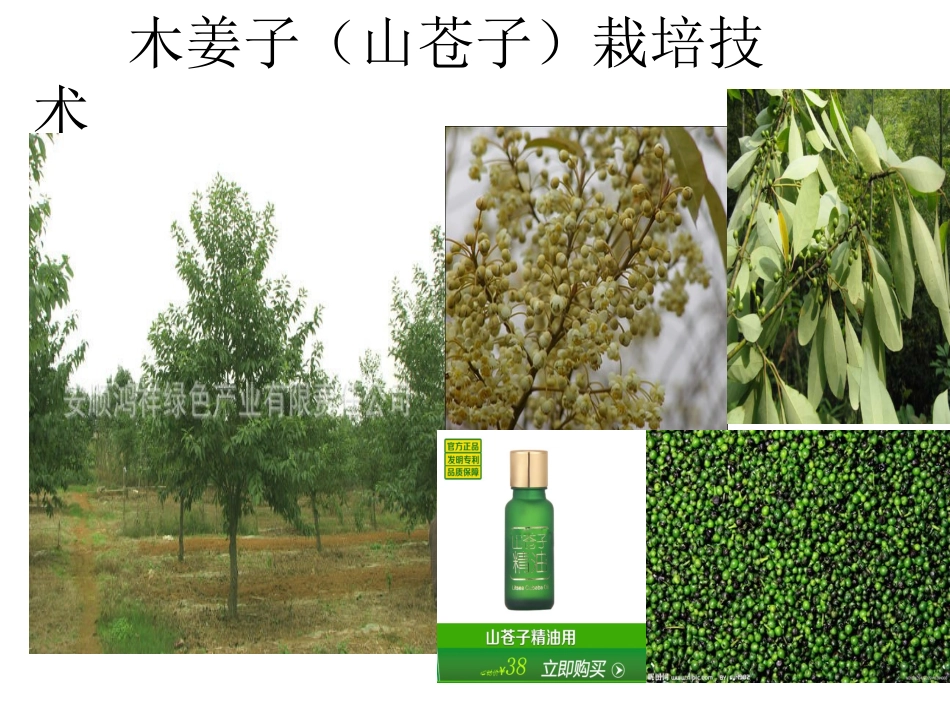 木姜子栽培技术_第1页