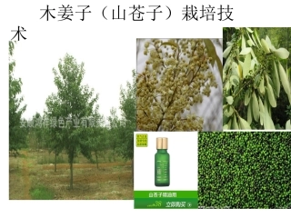 木姜子栽培技术