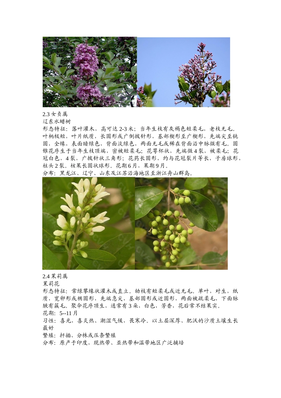 木犀科植物的资源及园林应用_第2页