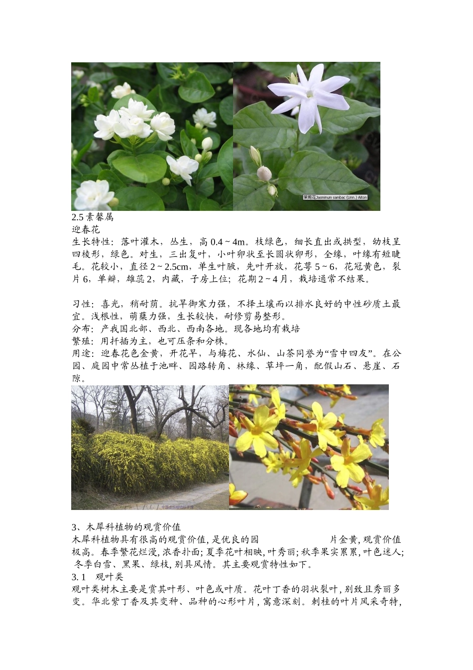 木犀科植物的资源及园林应用_第3页