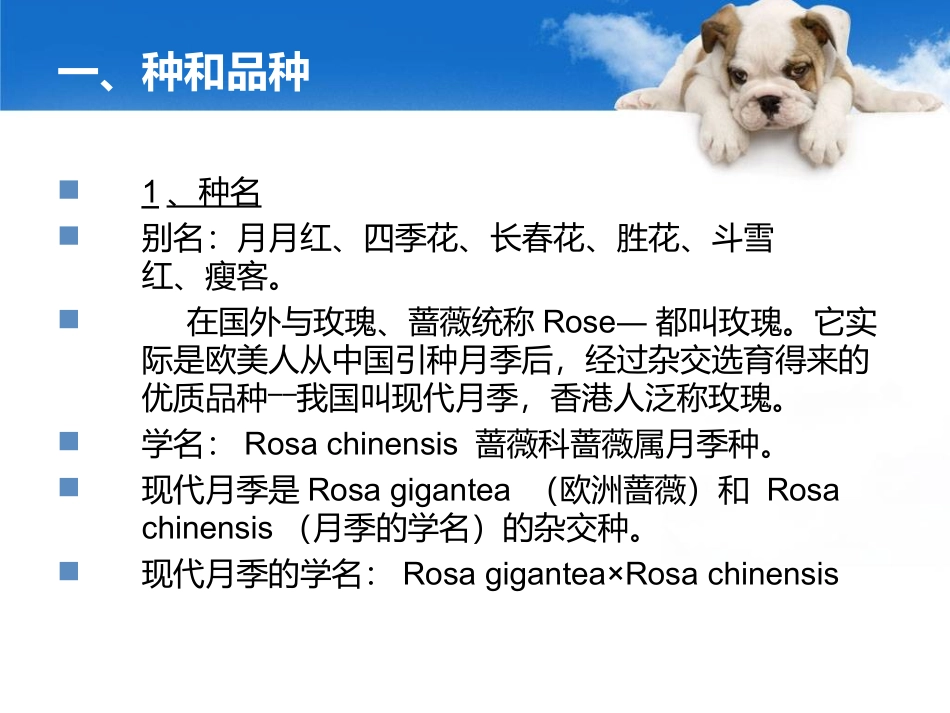 月季栽培12_第2页