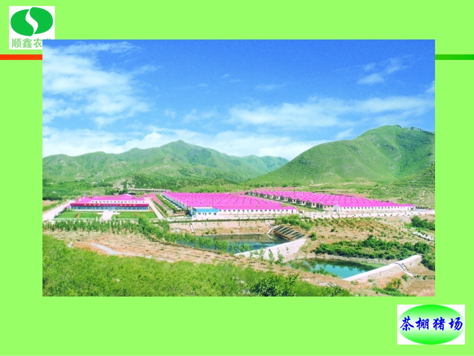 最新英国种猪的考察和引进_第2页