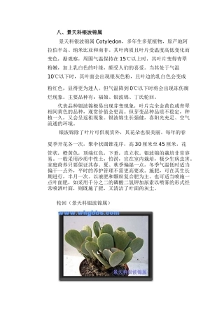 景天科银波锦属多肉植物分类