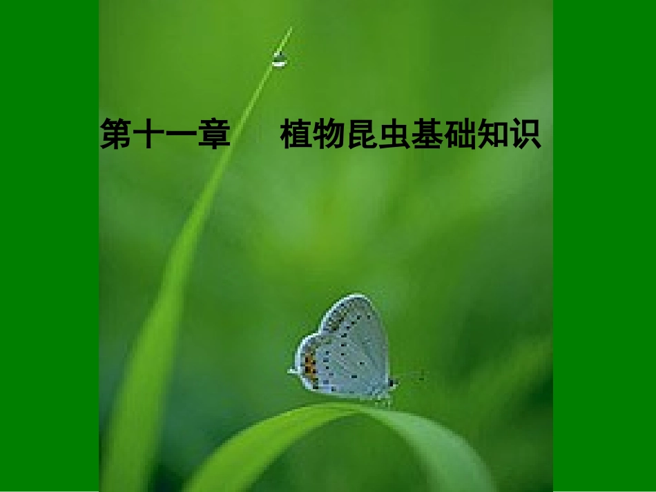 昆虫基础知识_第1页