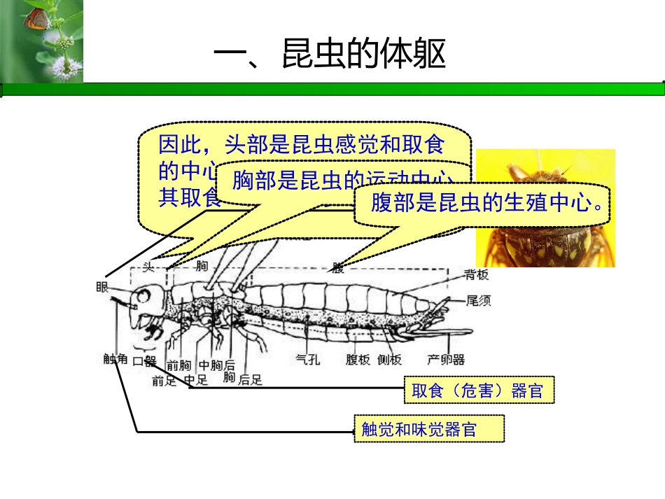 昆虫基础知识_第2页
