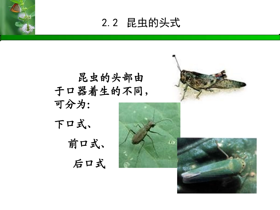 昆虫基础知识_第3页