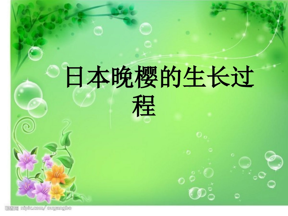日本晚樱的生长过程_第1页