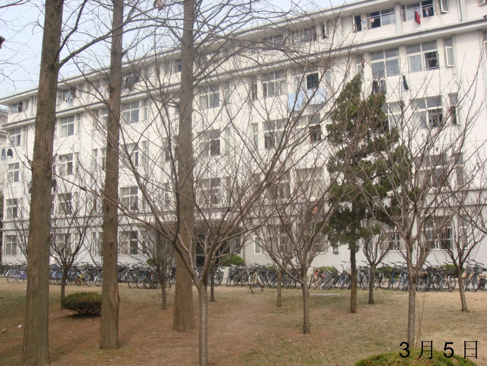 日本晚樱的生长过程_第2页