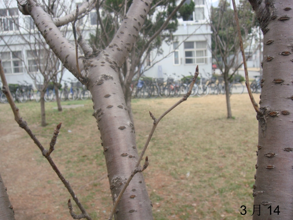 日本晚樱的生长过程_第3页