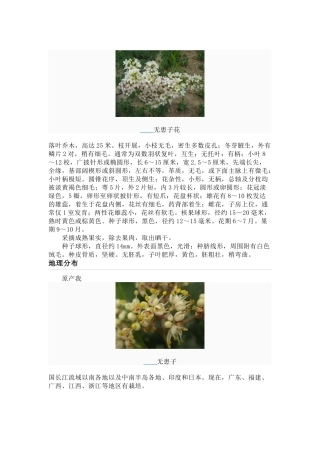 无患子(圆皂角)的功效及典故