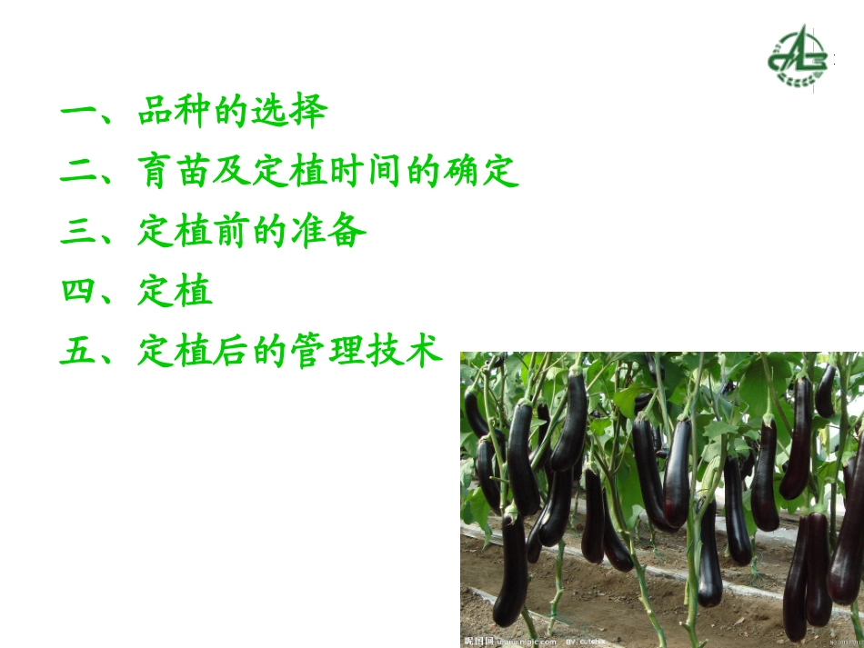 无公害秋冬茄子栽培技术_第3页