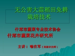 无公害大蒜稻田免耕栽培技术