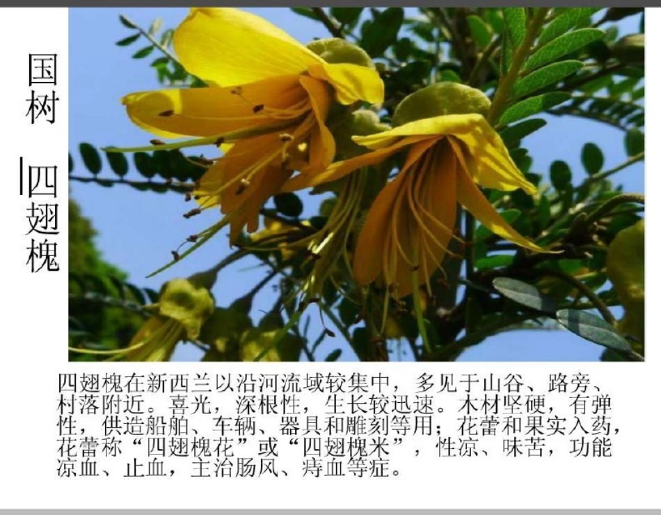 新西兰特色风俗及人文地理_第2页