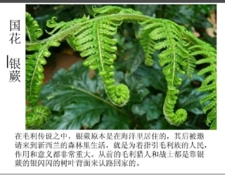 新西兰特色风俗及人文地理