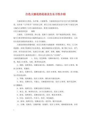 白色大丽花的花语及生长习性介绍 