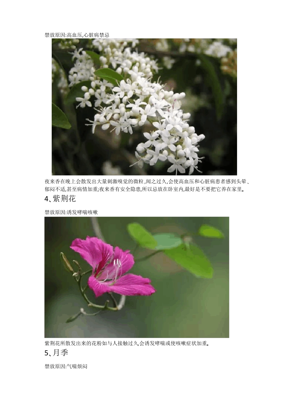 室内不宜摆放的花卉_第2页